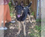 Small #3 German Shepherd Dog
