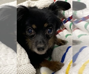Dachshund-Unknown Mix Dogs for adoption in Las Vegas, NV, USA