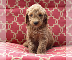 Small Photo #4 Goldendoodle-Poodle (Standard) Mix Puppy For Sale in PARADISE, PA, USA