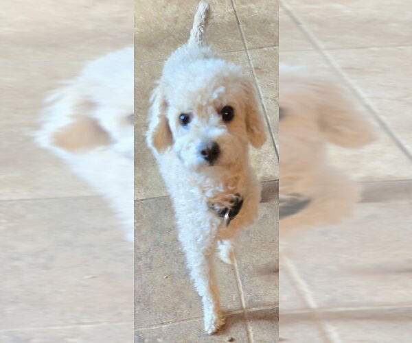 Medium Photo #4 Poodle (Toy) Puppy For Sale in San Antonio, TX, USA
