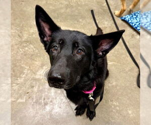 Medium German Shepherd Dog