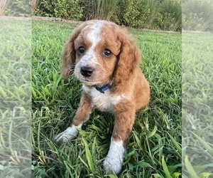 Cavapoo Puppy for Sale in REEDS SPRING, Missouri USA