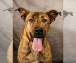 Small #1 German Shepherd Dog-Great Pyrenees Mix
