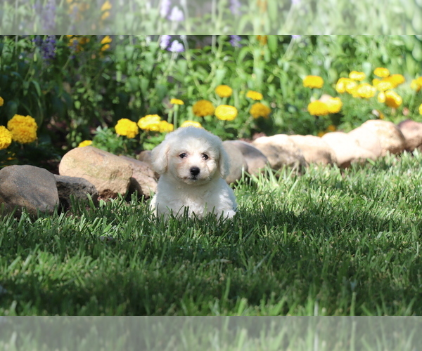 Medium Photo #4 Bichon Frise Puppy For Sale in HUMBOLDT, IL, USA