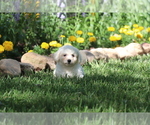 Small #3 Bichon Frise