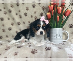 Cavalier King Charles Spaniel Puppy for sale in LAKELAND, FL, USA