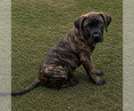 Image preview for Ad Listing. Nickname: Loki