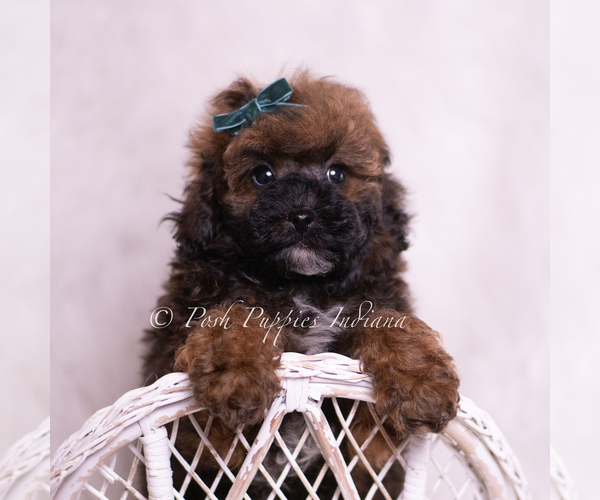 Medium Photo #7 Poodle (Toy) Puppy For Sale in WARSAW, IN, USA