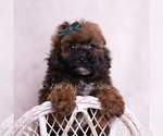 Small Photo #56 Poodle (Toy) Puppy For Sale in WARSAW, IN, USA