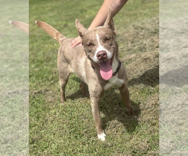 Medium Photo #2 Siberian Husky-Unknown Mix Puppy For Sale in Virginia Beach, VA, USA