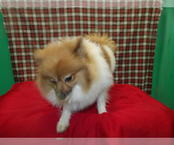 Medium Photo #3 Pomeranian Puppy For Sale in PATERSON, NJ, USA