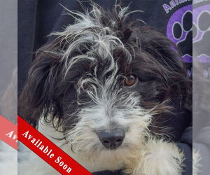 Aussiedoodle Dogs for adoption in Huntley, IL, USA