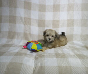 Morkie Puppy for Sale in COOKEVILLE, Tennessee USA