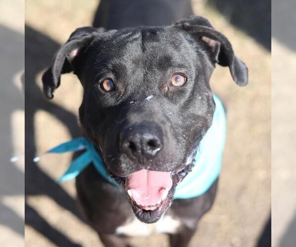 Medium Photo #1 Labrador Retriever-Unknown Mix Puppy For Sale in San Antonio, TX, USA