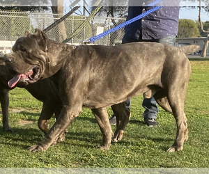 Father of the Cane Corso puppies born on 03/07/2022