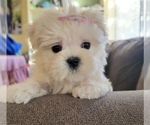 Puppy Lucy Maltese