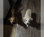 Small #3 Beagle Mix