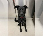 AURORA - Female Shepradors Dog for Adoption - Small photo