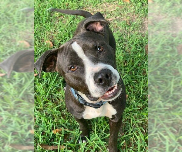 Medium Photo #1 American Pit Bull Terrier-Unknown Mix Puppy For Sale in The Woodlands, TX, USA