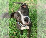 Small American Pit Bull Terrier Mix
