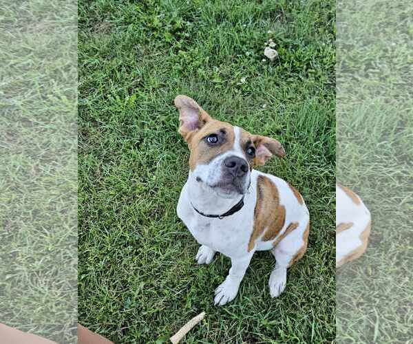Medium Photo #7 Bullypit Puppy For Sale in Binghamton, NY, USA