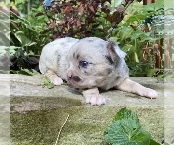 Medium Photo #34 Bullhuahua-Chihuahua Mix Puppy For Sale in RAWSONVILLE, MI, USA