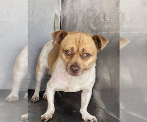 Chihuahua Dogs for adoption in Bakersfield, CA, USA