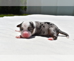 Small #4 Miniature Australian Shepherd