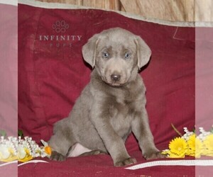 Morkie Puppy for sale in STEWARTSTOWN, PA, USA