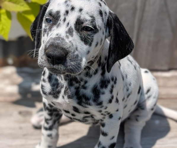 Medium Photo #21 Dalmatian Puppy For Sale in GOSHEN, IN, USA