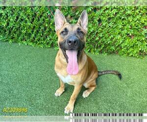 German Shepherd Dog-Unknown Mix Dogs for adoption in West Palm Beach, FL, USA