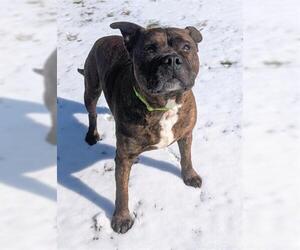 Mutt Dogs for adoption in Akron, OH, USA