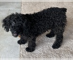 Small #1 Poodle (Miniature)