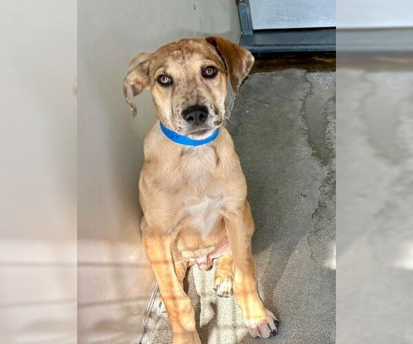 Medium Photo #3 Catahoula Leopard Dog-Unknown Mix Puppy For Sale in San Bernardino, CA, USA