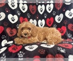 Small #5 Cavapoo