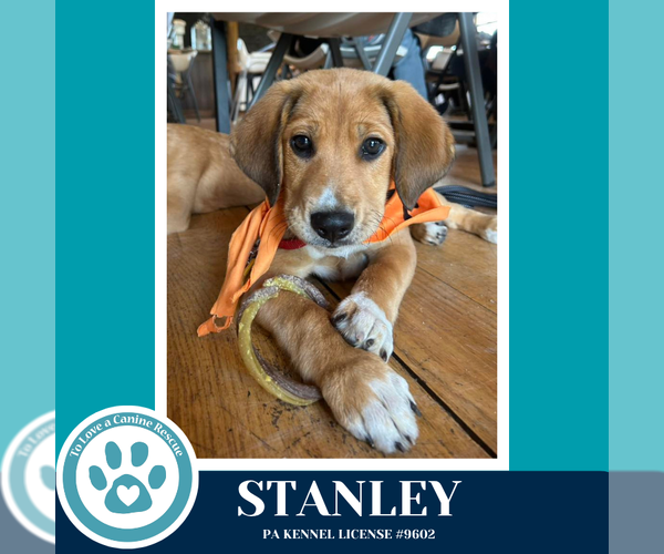 Medium Photo #1 Mutt Puppy For Sale in Kimberton, PA, USA