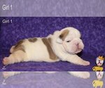 Small Photo #12 Neapolitan Mastiff Puppy For Sale in WASHBURN, MO, USA