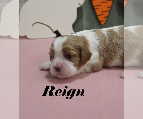 Medium Photo #11 Cavalier King Charles Spaniel Puppy For Sale in CHANUTE, KS, USA
