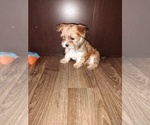 Small Photo #6 Yorkshire Terrier Puppy For Sale in LAPEER, MI, USA