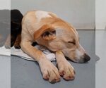 Small Photo #4 Labrador Retriever-Unknown Mix Puppy For Sale in Chico, CA, USA