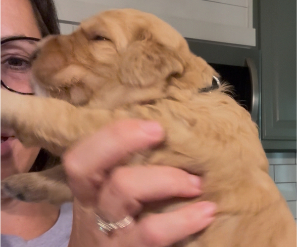 Medium Photo #19 Bernedoodle Puppy For Sale in MOULTON, AL, USA
