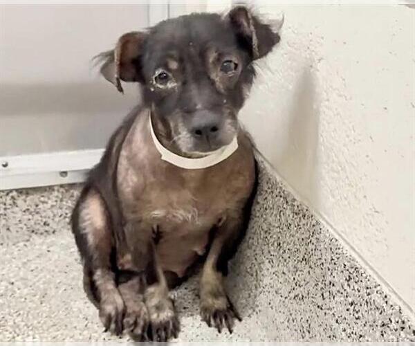 Medium Photo #2 Dachshund-Unknown Mix Puppy For Sale in Houston, TX, USA