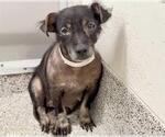 Small #1 Dachshund Mix