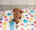 Amber - Female Cavapoo mix (+ Poodle Miniature) Puppy for Sale - Photo #9