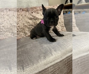 French Bulldog Puppy for sale in SHEPPTON, PA, USA