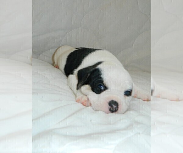 Medium Photo #5 Olde English Bulldogge Puppy For Sale in NORTH LAS VEGAS, NV, USA