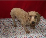 Small #1 Bichpoo