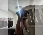 Small Mutt