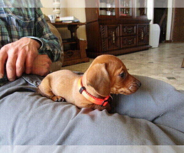 Medium Photo #9 Dachshund Puppy For Sale in OWEN, WI, USA