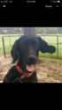 Small Photo #3 Goldmaraner Puppy For Sale in VALDOSTA, GA, USA